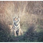 From Jaipur: Ranthambore National Park Day Trip with Safari - What Sets This Tour Apart?