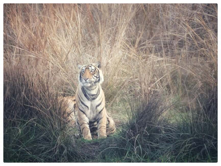 From Jaipur: Ranthambore National Park Day Trip with Safari - What Sets This Tour Apart?