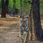 From Jaipur: Ranthambore Tiger Safari Day Trip with Transfer - Authentic Experiences and Practical Considerations