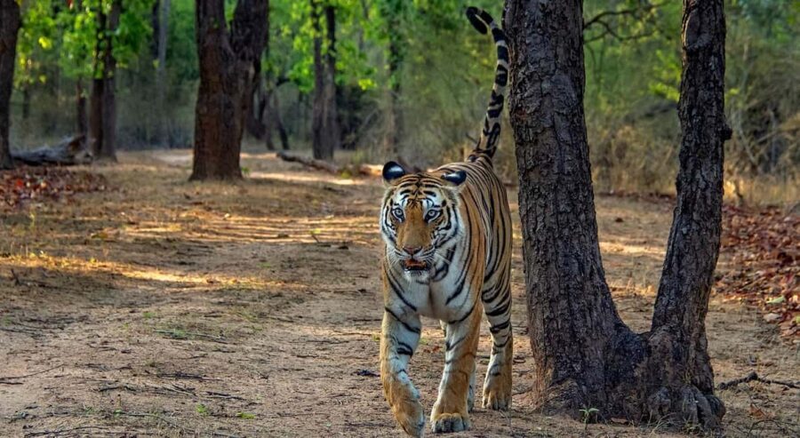 From Jaipur: Ranthambore Tiger Safari Day Trip with Transfer - Authentic Experiences and Practical Considerations
