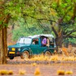 From Jaipur: Ranthambore Tiger Safari Overnight Tour - Practical Tips for Your Safari
