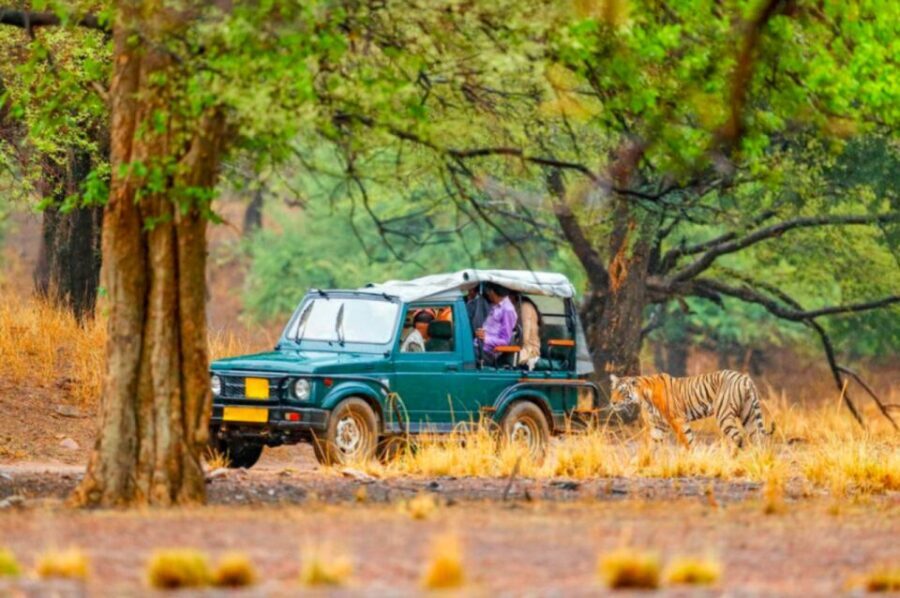 From Jaipur: Ranthambore Tiger Safari Overnight Tour - Practical Tips for Your Safari