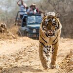 From Jaipur: Ranthambore Tiger Safari Private Day Tour - FAQs