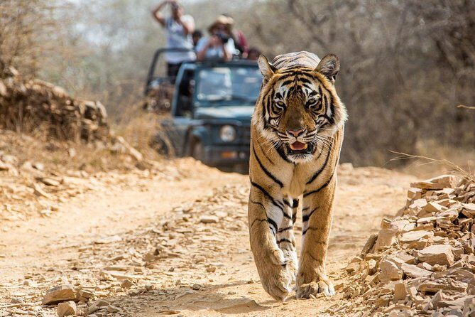 From Jaipur: Ranthambore Tiger Safari Private Day Tour - FAQs