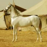 From Jaipur : Same Day Pushkar & Ajmer Guided Day Tour - The Journey: What to Expect on This Full-Day Rajasthan Adventure