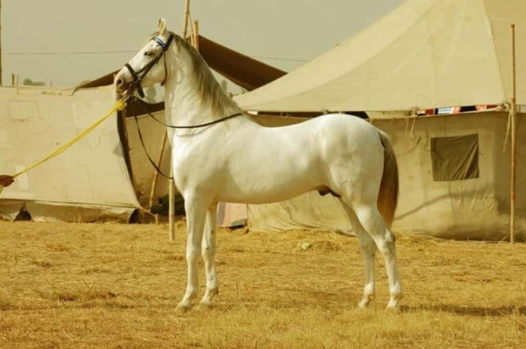 From Jaipur : Same Day Pushkar & Ajmer Guided Day Tour - The Journey: What to Expect on This Full-Day Rajasthan Adventure