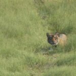 From Jaipur: Sariska National Park Day trip with Safari - Transportation and Comfort