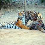 From Khajuraho: Panna Tiger Safari Tour for 1 Night 2 Days - What Makes This Tour Special?
