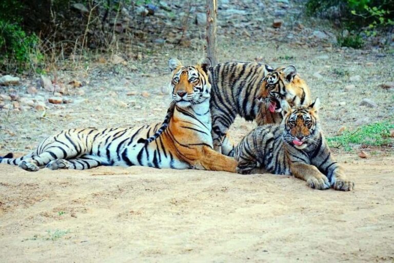 From Khajuraho: Panna Tiger Safari Tour for 1 Night 2 Days - What Makes This Tour Special?