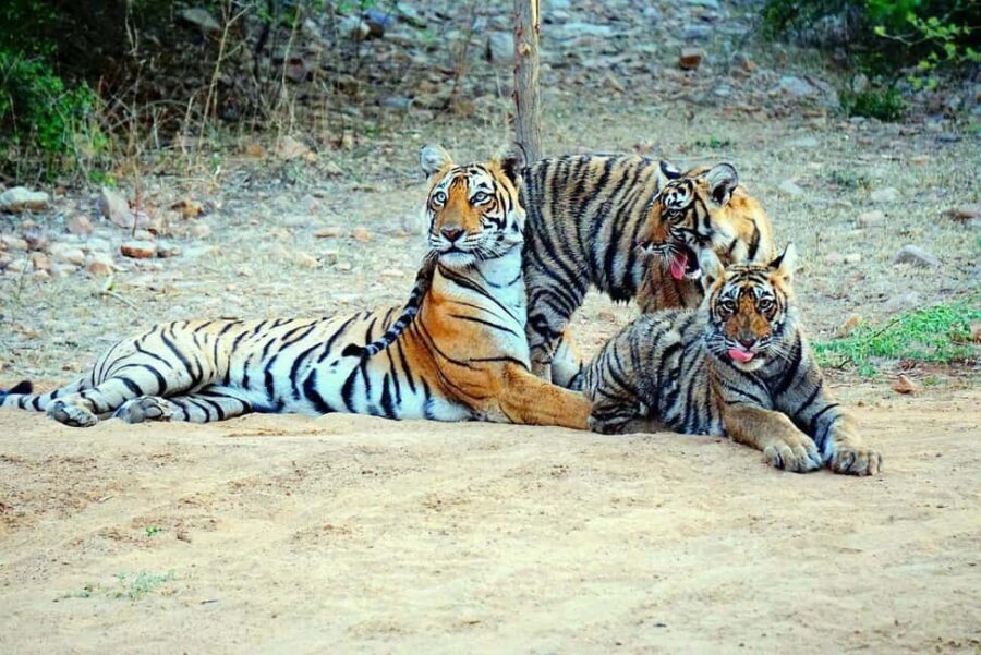 From Khajuraho: Panna Tiger Safari Tour for 1 Night 2 Days - What Makes This Tour Special?