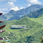 From Kuala Lumpur: Cameron Highlands Day Tour w/Lunch&Pickup - A Thorough Look at the Cameron Highlands Tour