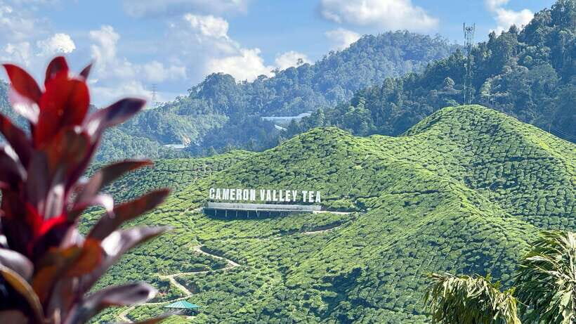 From Kuala Lumpur: Cameron Highlands Day Tour w/Lunch&Pickup - A Thorough Look at the Cameron Highlands Tour