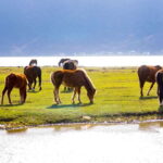 From Lijiang: 6-Day Lijiang to Shangri-La Adventure Tour - Practical Aspects and Value