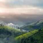 From Munnar: Letchmi Hills Trek Nature Walk Half Day Tour - A Close Look at the Letchmi Hills Trek Experience