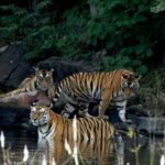 From Nagpur: Pench Wildlife Private Tour with Accommodation - Why This Tour Is Worth Considering
