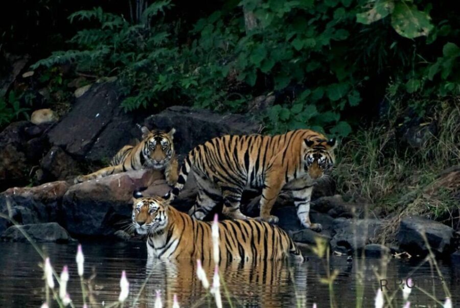 From Nagpur: Pench Wildlife Private Tour with Accommodation - Why This Tour Is Worth Considering