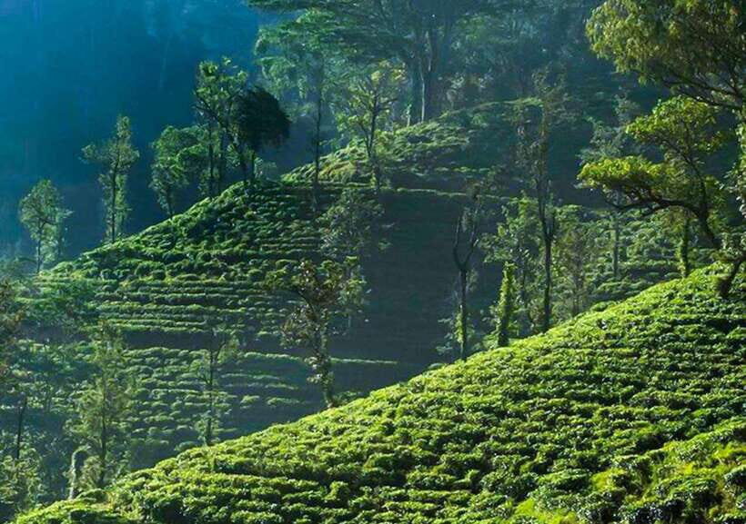 From Negombo: 2-Day Nuwara Eliya, Kandy, & Waterfalls Tour - Who Will Appreciate This Tour?