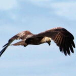 From Negombo: 2-Day Tour to Arugam Bay with Yala Safari - Why This Tour Offers Great Value