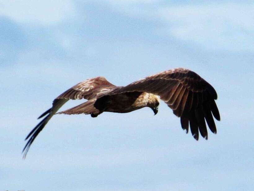 From Negombo: 2-Day Tour to Arugam Bay with Yala Safari - Why This Tour Offers Great Value