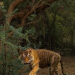 From New Delhi: 2-Day Ranthambore Tiger Safari with tranfers - Who Is This Tour Best For?