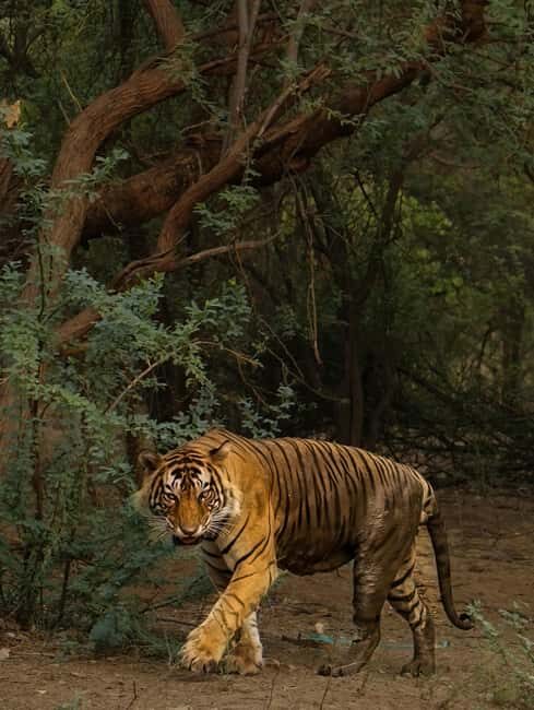 From New Delhi: 2-Day Ranthambore Tiger Safari with tranfers - Who Is This Tour Best For?