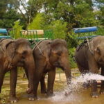 From Nha Trang : 1-Day Da Lat Tour - Practicalities and Value