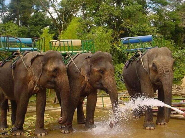 From Nha Trang : 1-Day Da Lat Tour - Practicalities and Value