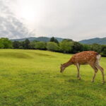 From Osaka-Kyoto: Kyoto and Nara 1Day Bus Tour - The Practical Side: Transportation, Timing, and Cost