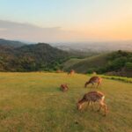 From Osaka: Kyoto & Nara Highlights Day Tour (7 attractions) - What Makes This Tour Stand Out?