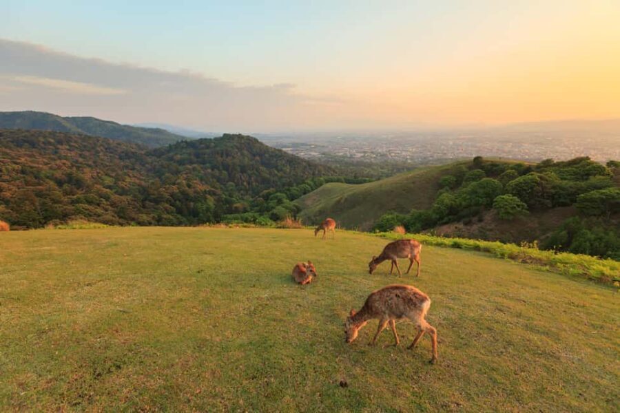 From Osaka: Kyoto & Nara Highlights Day Tour (7 attractions) - What Makes This Tour Stand Out?