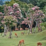 From OsakaOsaka with Nara Private Day Trip with Pickup - Exploring Osaka and Nara in a Day: A Detailed Review