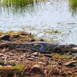 From Ranthambore:National Chambal Alligator Private Trip All Incl - A Deep Dive into the Chambal River Safari