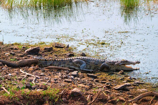 From Ranthambore:National Chambal Alligator Private Trip All Incl - A Deep Dive into the Chambal River Safari