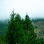 From Rishikesh: Day trek to Shivas Abode in Mystic Himalaya - Why It’s a Good Choice