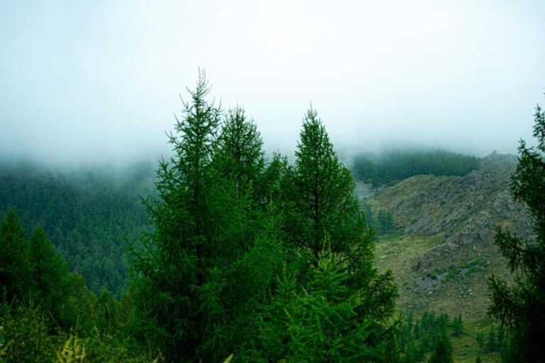 From Rishikesh: Day trek to Shivas Abode in Mystic Himalaya - Why It’s a Good Choice