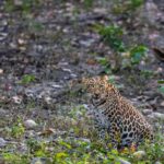From Rishikesh: Rajaji National Park Half-Day Tour - The Sum Up
