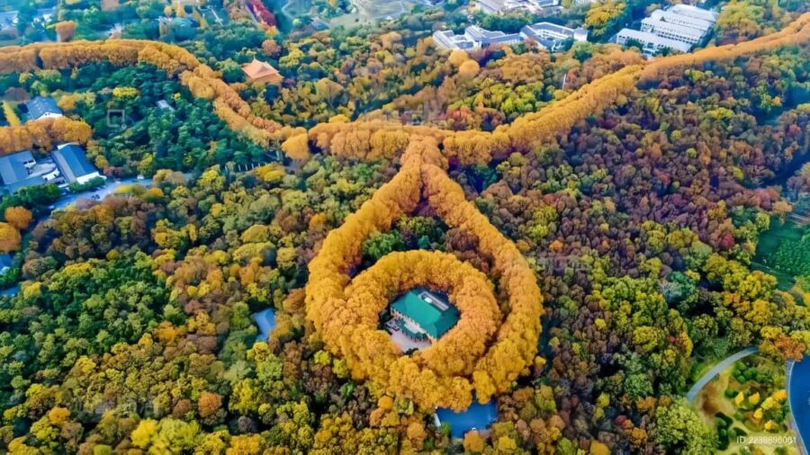 From Shanghai: Nanjing Private Day Trip by High-Speed Rail - What Makes This Tour Stand Out?