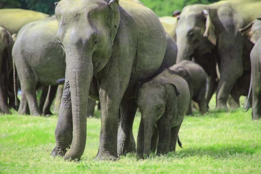 From Trincomalee: Minneriya National Park 4X4 Jeep Safari - The Value — Is It Worth It?