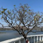 From Udaipur: Authentic Village Safari Experience - Exploring the Udaipur Village Safari in Detail