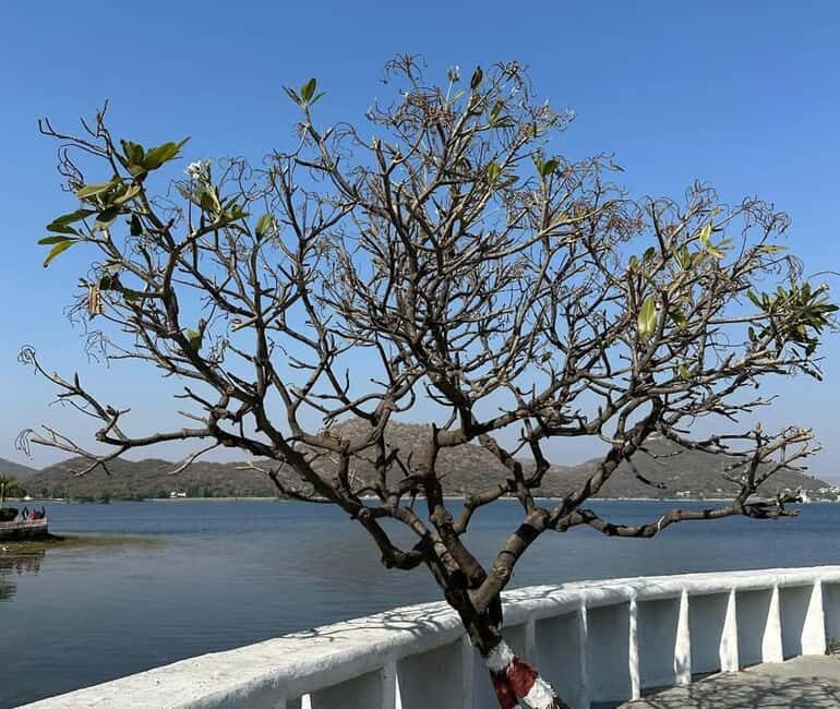 From Udaipur: Authentic Village Safari Experience - Exploring the Udaipur Village Safari in Detail