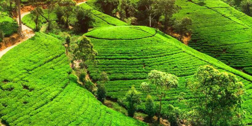 From west coast: Kandy, Pinnawala, Botanical & Tea gardens - Who This Tour Is Perfect For