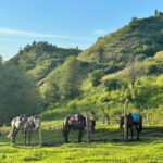 From Yining: Wusun Ancient Trail and Silk Road 7-Day Trek - Exploring the Itinerary in Detail