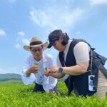Fujikawachi Tea Fields Walking Tour and Learn Yamaguchi Tea - Who Should Consider This Tour?