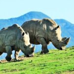 Fukuoka Day Trip to Yufuin, Beppu Hell Onsen and Animal Park - A Deep Dive into the Fukuoka Day Trip Experience