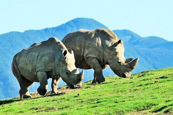 Fukuoka Day Trip to Yufuin, Beppu Hell Onsen and Animal Park - A Deep Dive into the Fukuoka Day Trip Experience