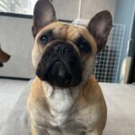 Fukuoka Photo Activity Experience with Large Dogs - A Detailed Look at the Fukuoka Dog Experience