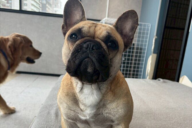 Fukuoka Photo Activity Experience with Large Dogs - A Detailed Look at the Fukuoka Dog Experience