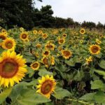 Full Day 12 hours whole Jeju Island private flexible tour - FAQ