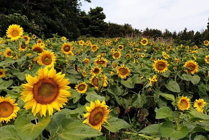 Full Day 12 hours whole Jeju Island private flexible tour - FAQ