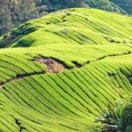Full-day Cameron Highlands & Batu Caves Tour from Kuala Lumpur - What’s the Value?
